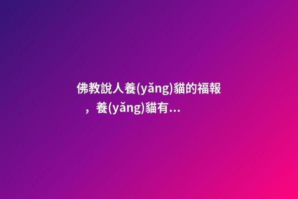 佛教說人養(yǎng)貓的福報，養(yǎng)貓有哪些好處